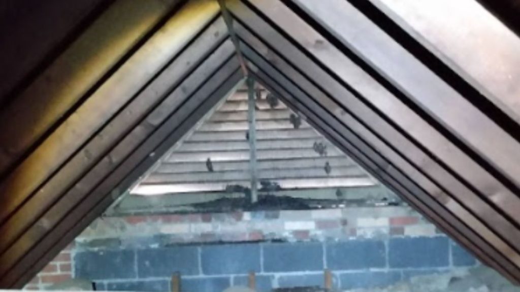 Ways to Help Prevent Bats From Returning