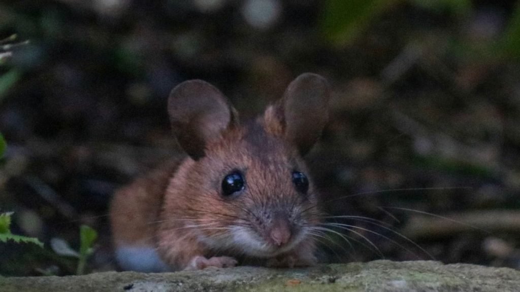 Can a Single Mouse Build a Nest
