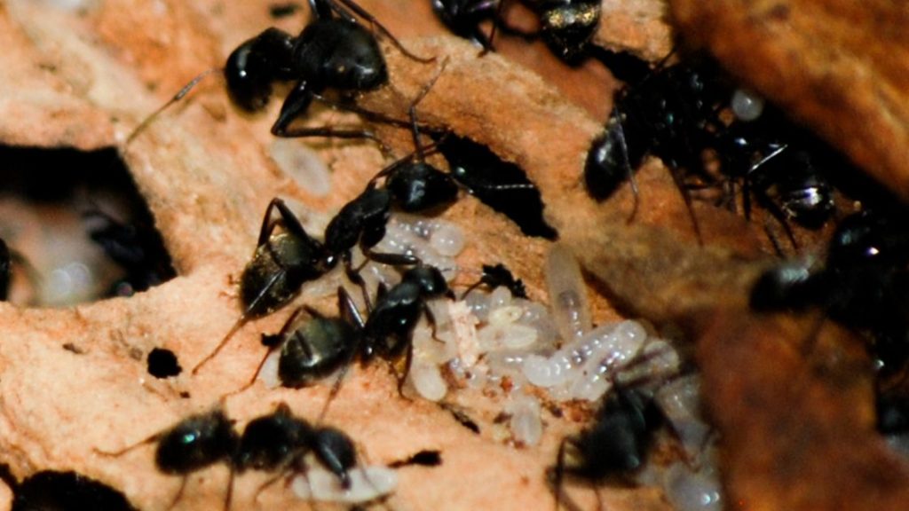 Carpenter Ants.jpg