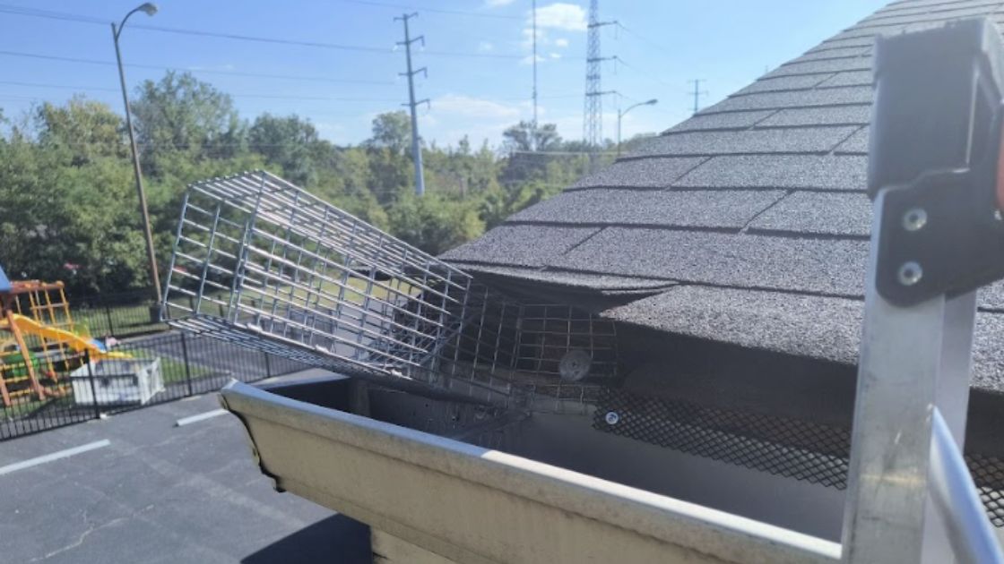 Expert Pest Control in Leawood.jpg