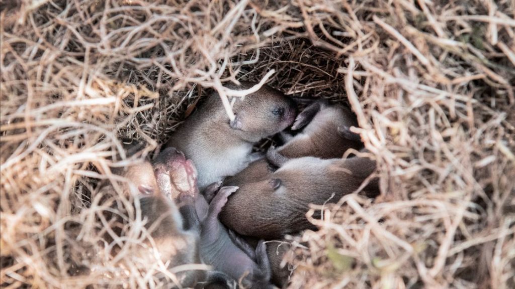 How to Find a Mouse Nest Fast