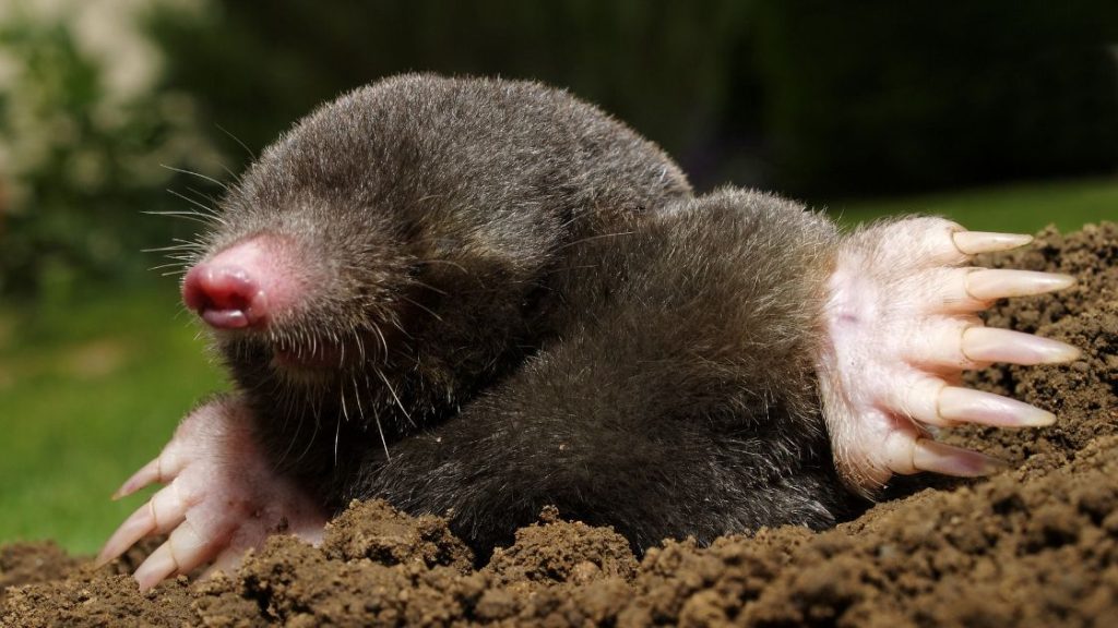 Mole in Yard Mole in Yard