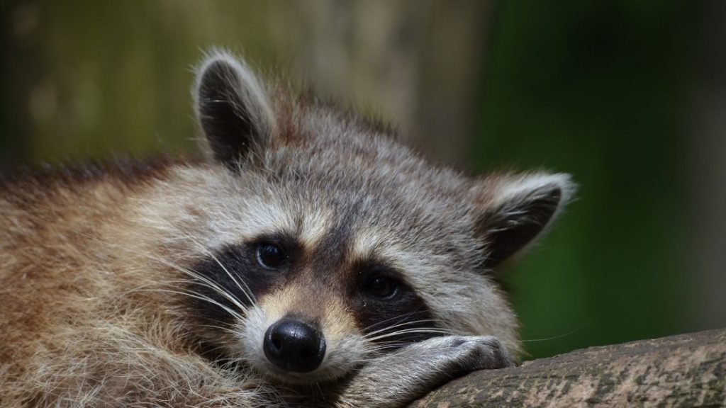 Raccoon Pest Removal.jpg