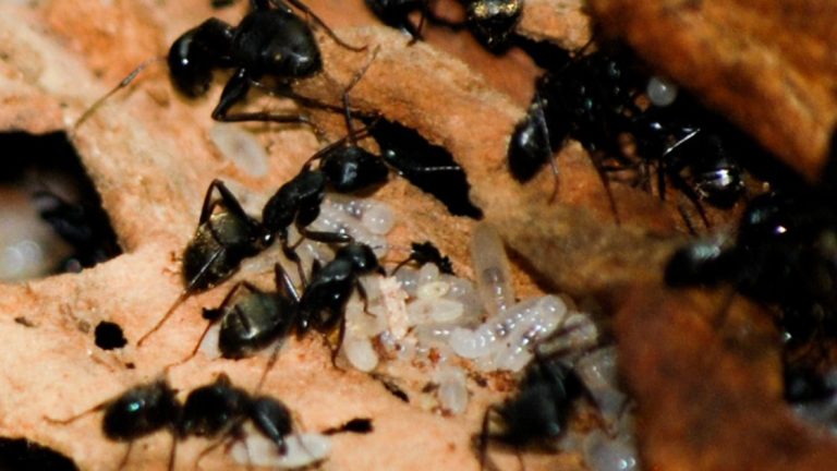 Signs of Carpenter Ants in Your House.jpg