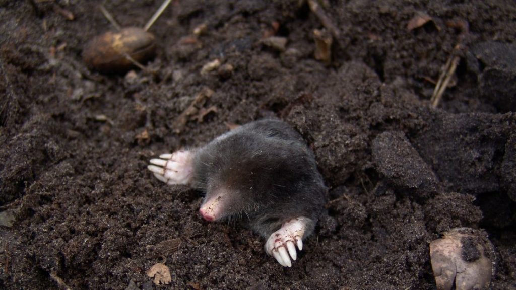Why DIY Mole Removal Often Falls Short Why DIY Mole Removal Often Falls Short
