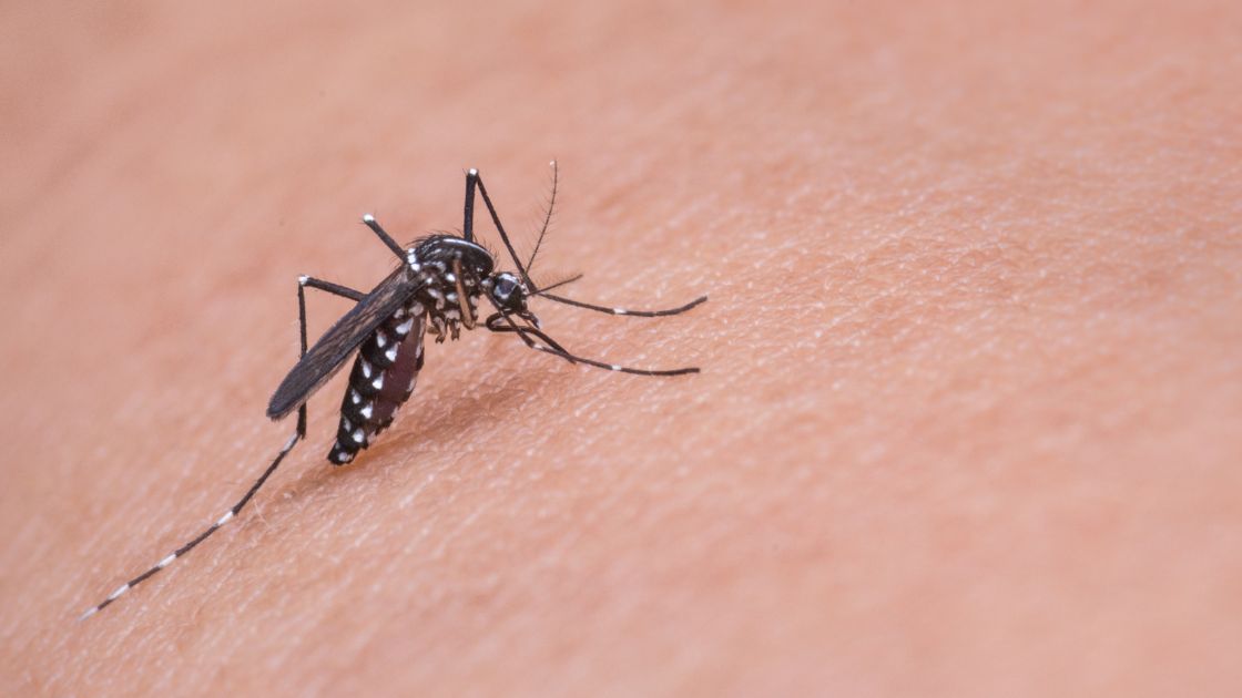 Mosquito Control