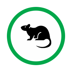 Rat