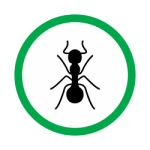 ants