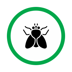 fly