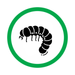 grub