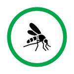 mosquito23