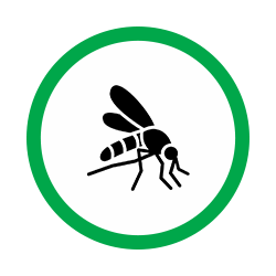 mosquito23
