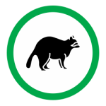 raccoon1