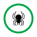 spider