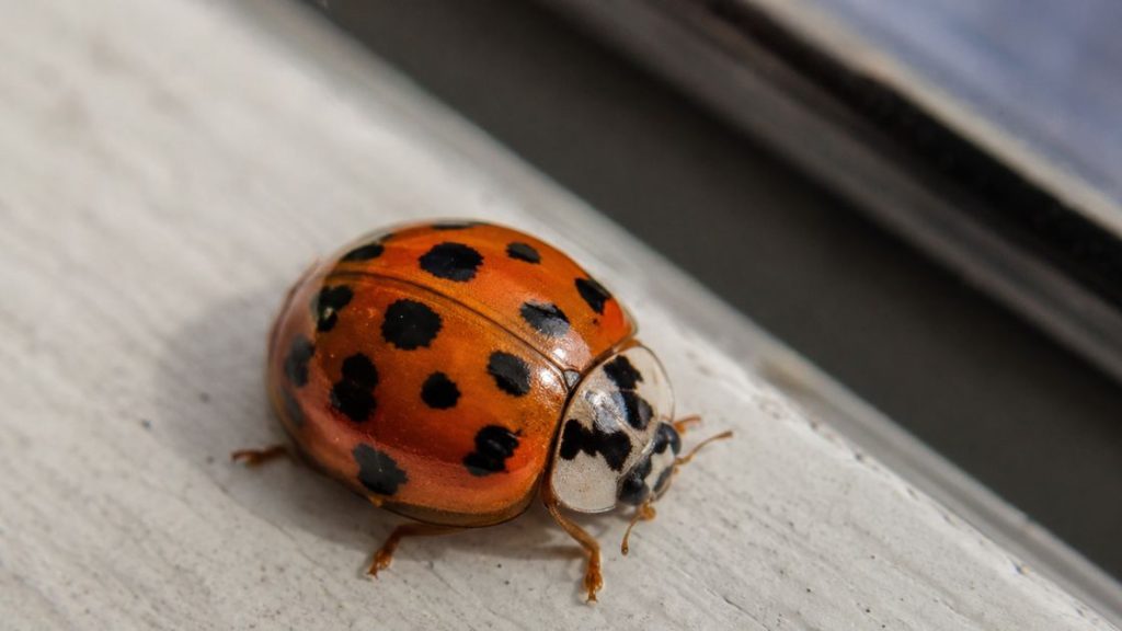 Asian Lady Beetle