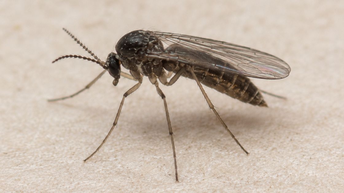 Biting Midges