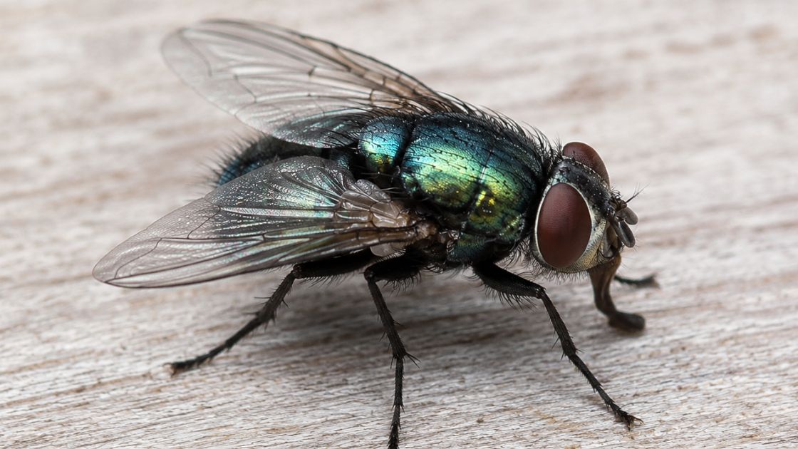 Bottle flies