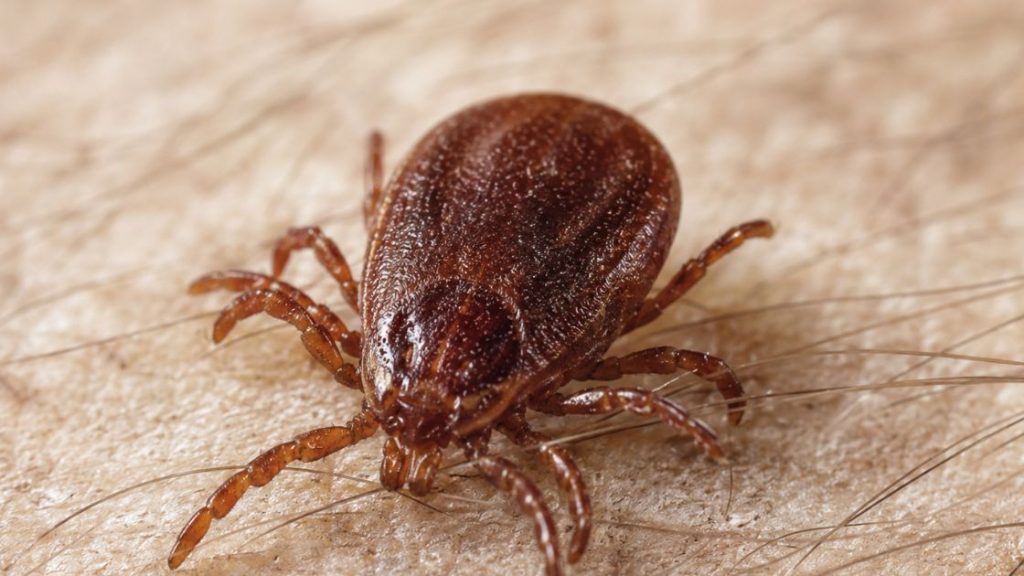 Brown Dog Tick