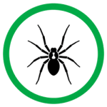 Brown Recluse Spider