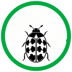 Carpet Beetles