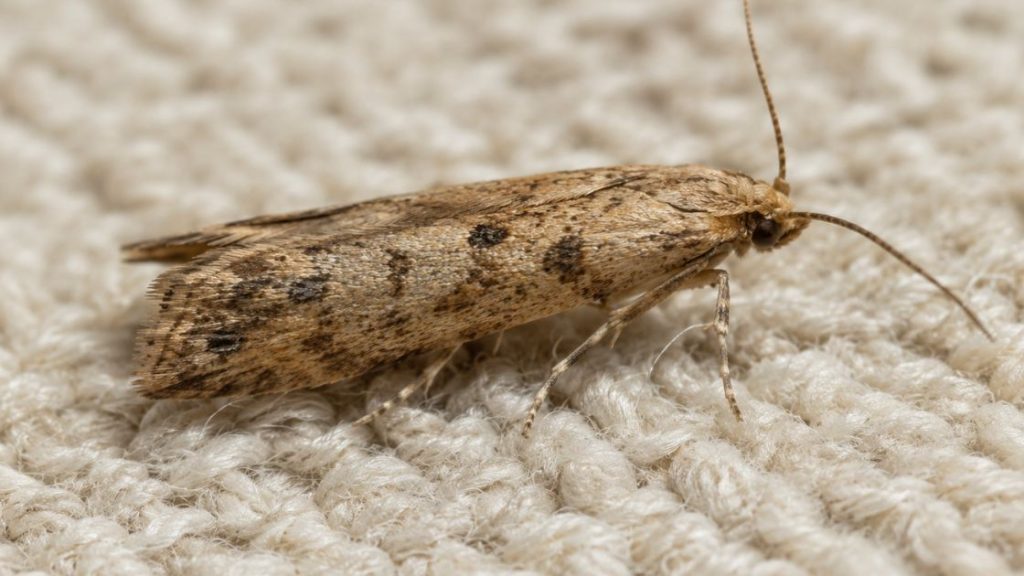 Casemaking Clothes Moth