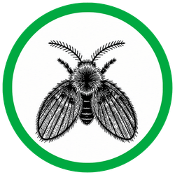 DRAIN FLIES