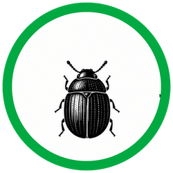 DRUGSTORE BEETLES