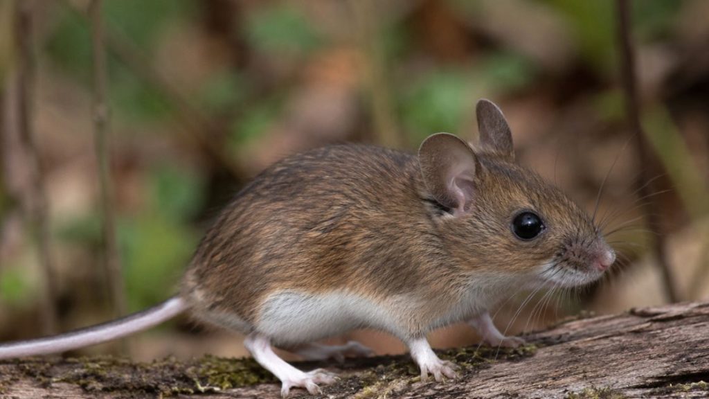 Deer mouse