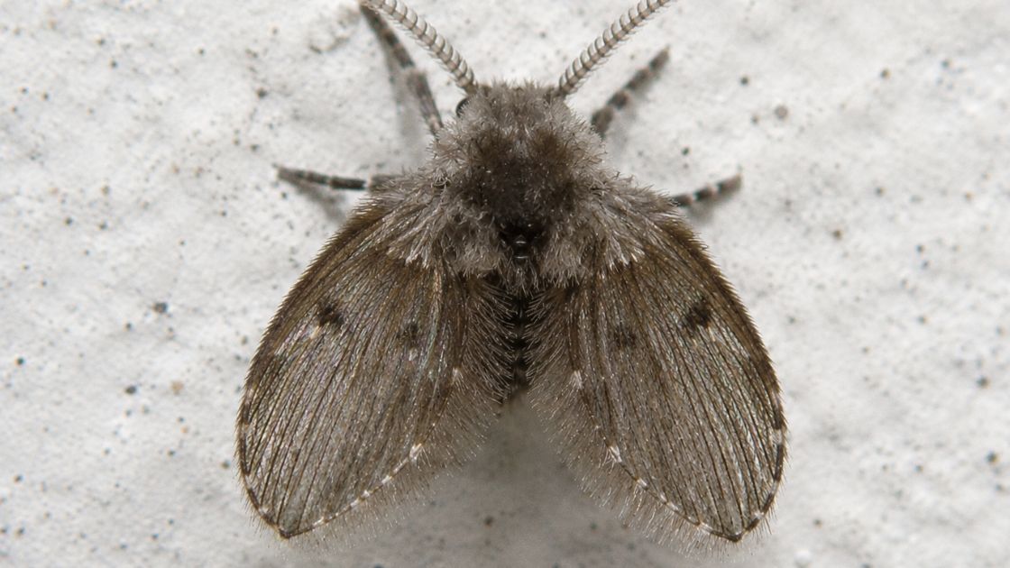 Drain Flies