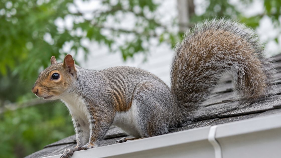 Eastern Gray Squirrel