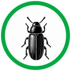 FLOUR BEETLES