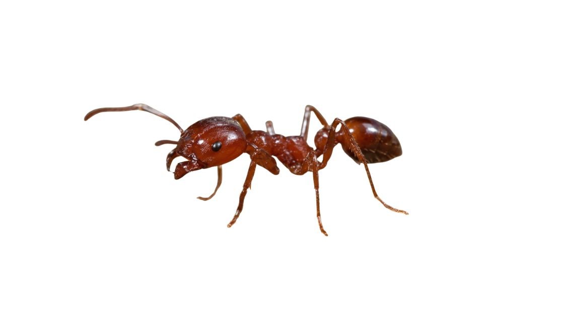 Fire Ant