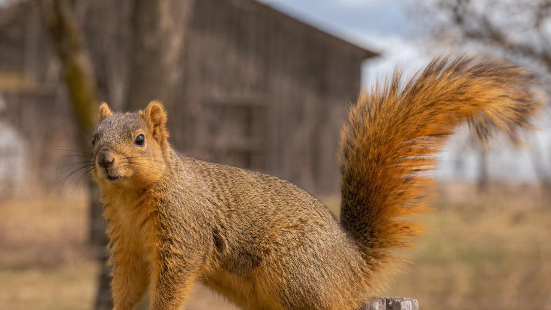Fox Squirrel