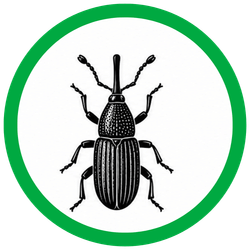 GRANARY WEEVILS