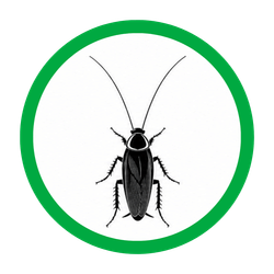 German Cockroaches