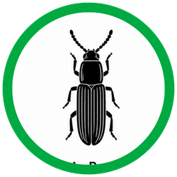 Grain beetles