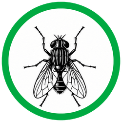 HOUSE FLIES