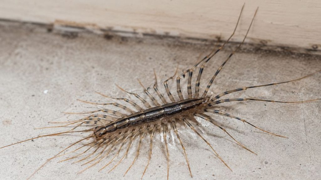 House Centipedes