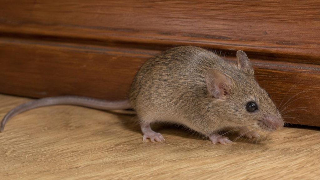 House mouse