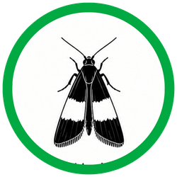 Indian Meal Moths