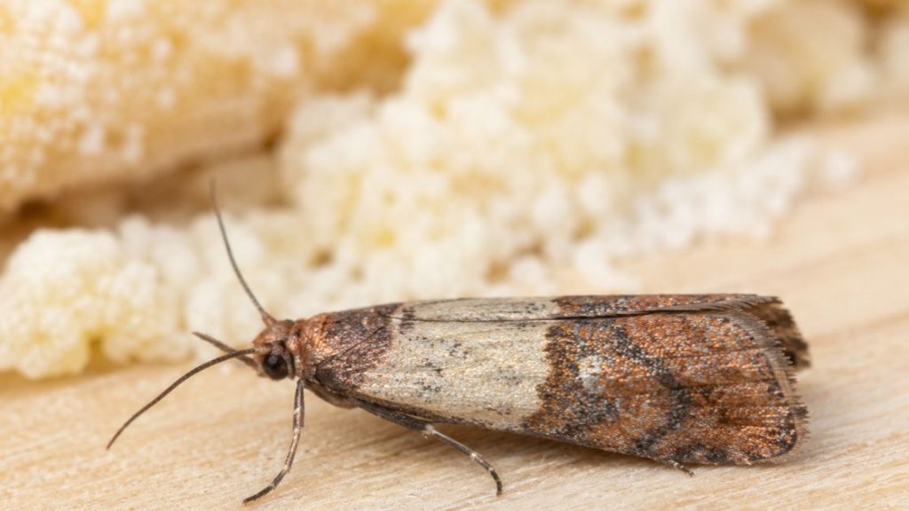 Indianmeal Moth