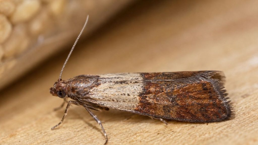 Indianmeal Moth
