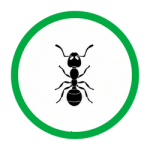 Little Black Ants