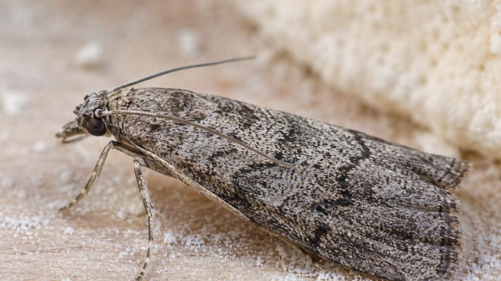 Mediterranean Flour Moth