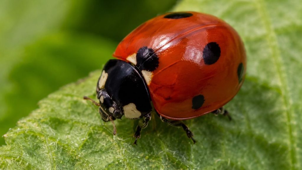 Native Ladybugs