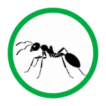 Odorous House Ants