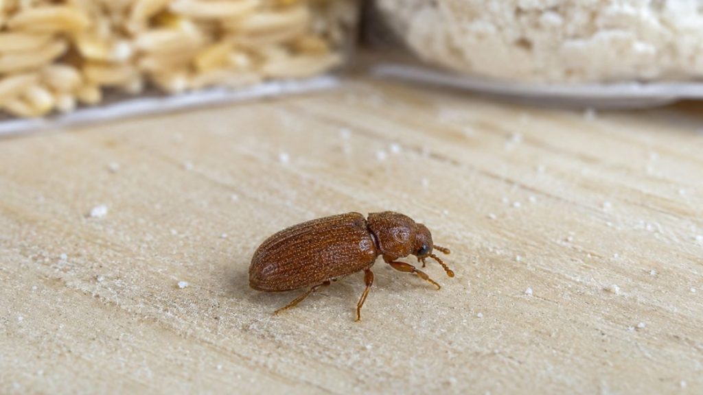 Pantry Beetle