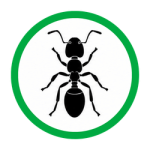 Pavement Ants (4)