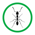 Pharaoh Ants