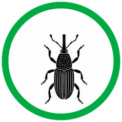 Rice Weevils